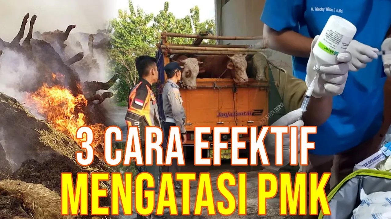 
                                 Cara-Efektif-Mengatasi-PMK-Sapi